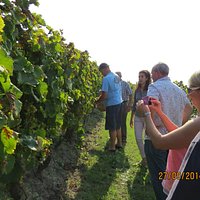 Tour of the vineyard, how to pick grapes