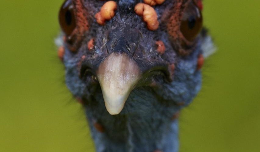 Ocellated turkey (Meleagris ocellata) an the main plaza Tikal