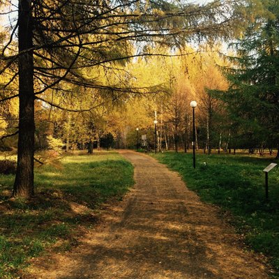 Осенний лес