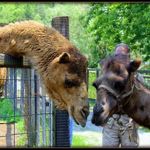 se permiten perros en el zoológico de nashville