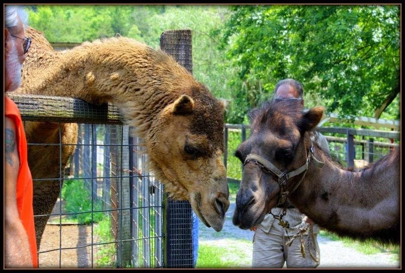 Smoky Mountain Deer Farm & Exotic Petting Zoo