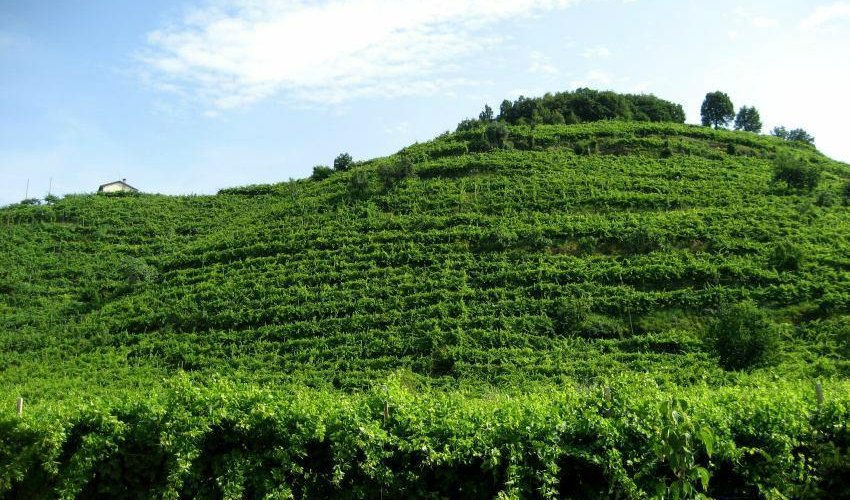 Bressan Daniele Winery - 파라 디 솔리고 - Bressan Daniele Winery의 리뷰 - 트립어드바이저