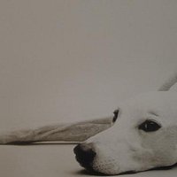 Pete Dines Greyhound