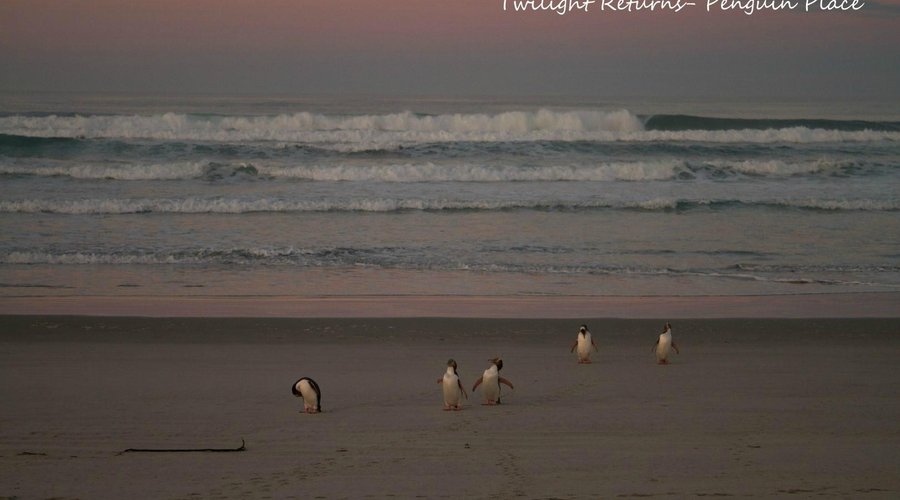 Penguins returning home mid-winter