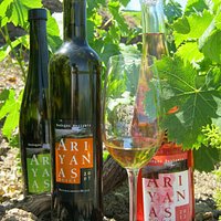 Wine in the vineyard