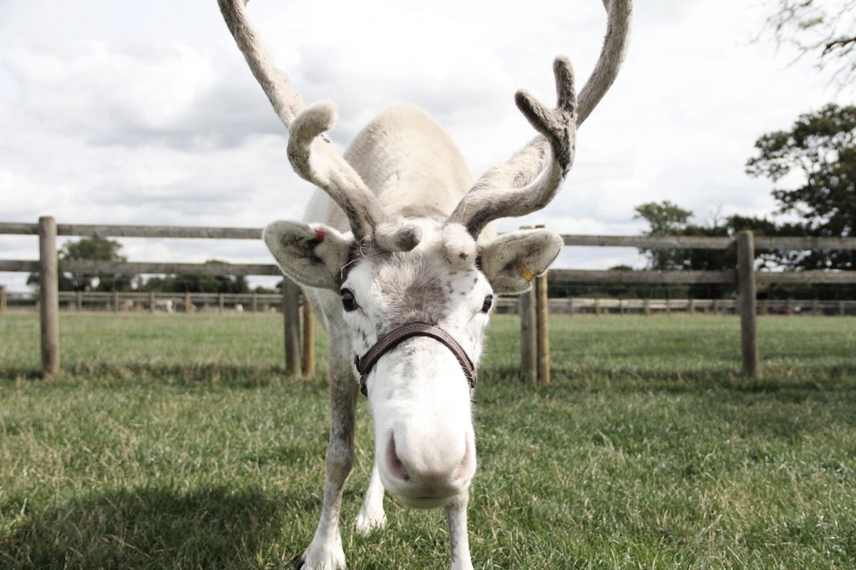 BLITHBURY REINDEER LODGE STAFFORDSHIRE INGLATERRA