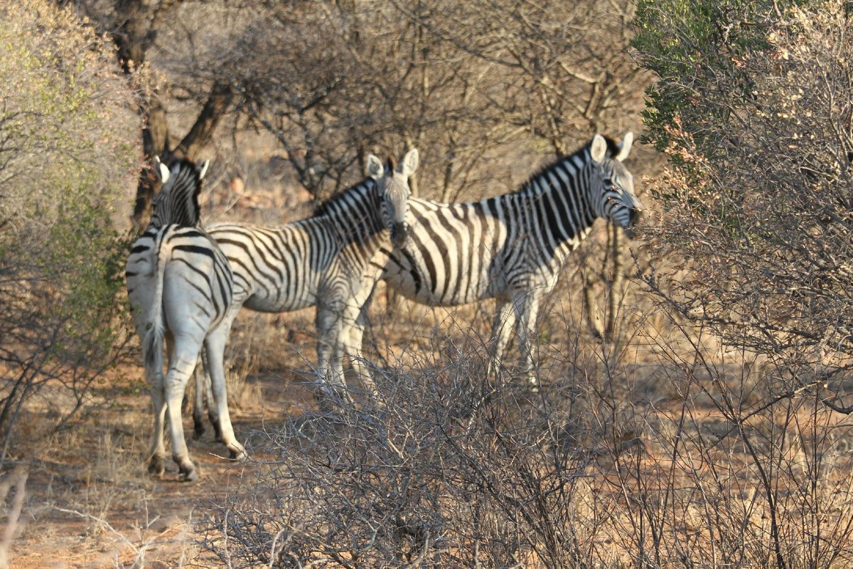 22年 Mokolodi Nature Reserve 行く前に 見どころをチェック トリップアドバイザー