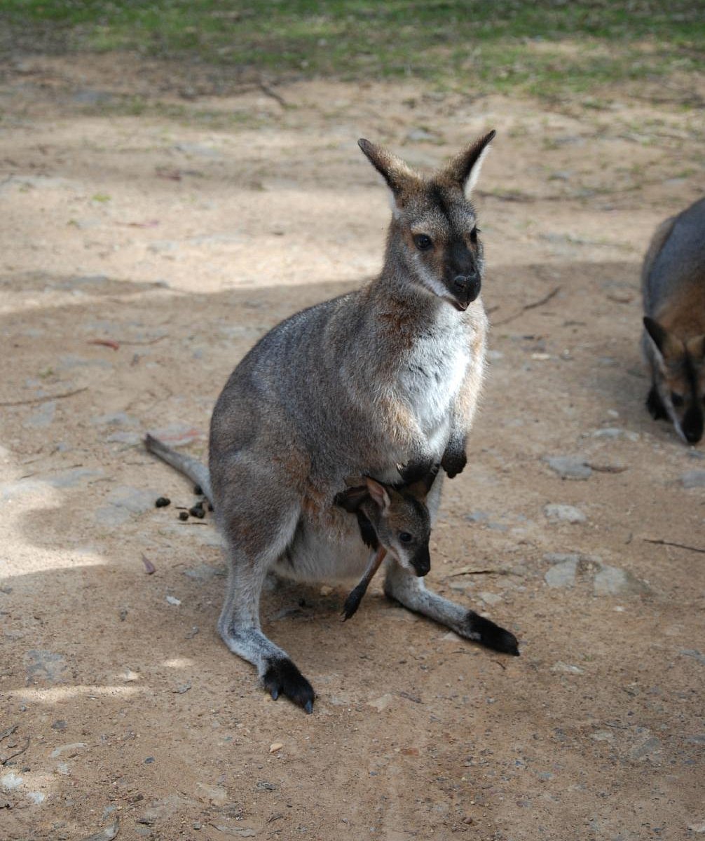 Parque Infantil Kangaroos - Qué SABER antes de ir (ACTUALIZADO