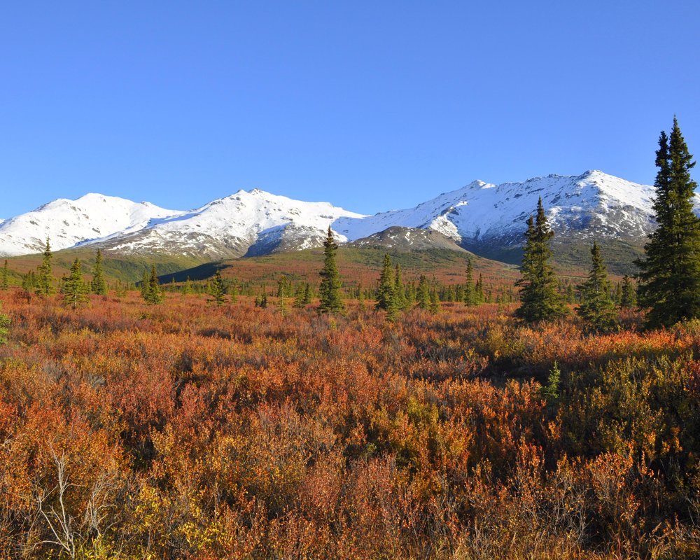 THE 15 BEST Things to Do in Denali National Park and Preserve - 2023 ...