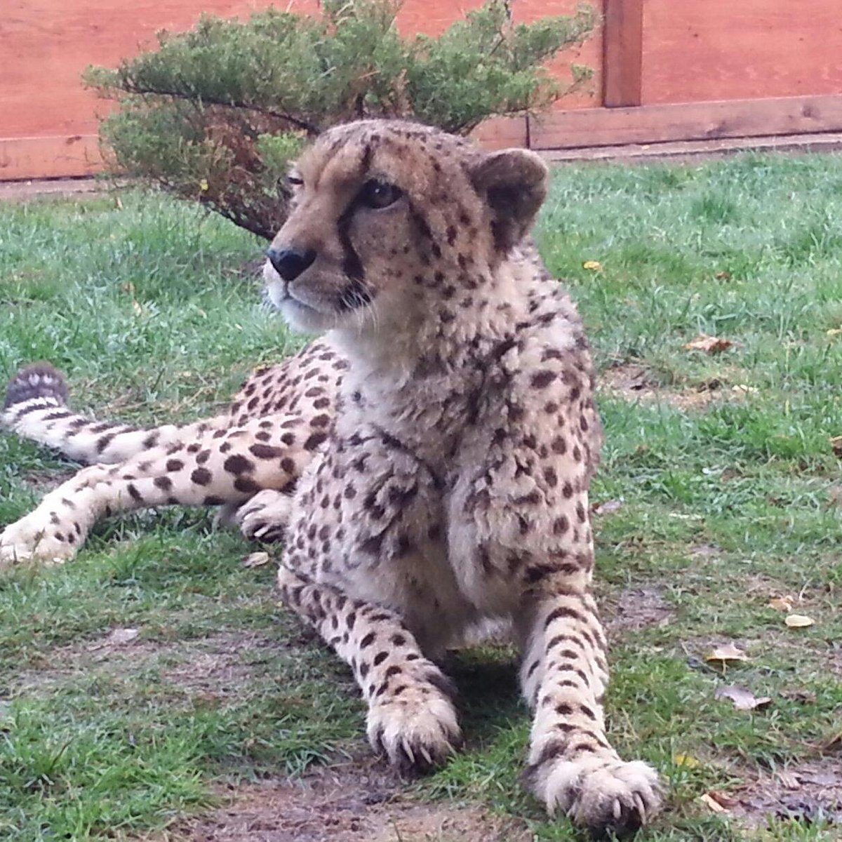 Oaklawn Farm Zoo, Aylesford: лучшие советы перед посещением - Tripadvisor