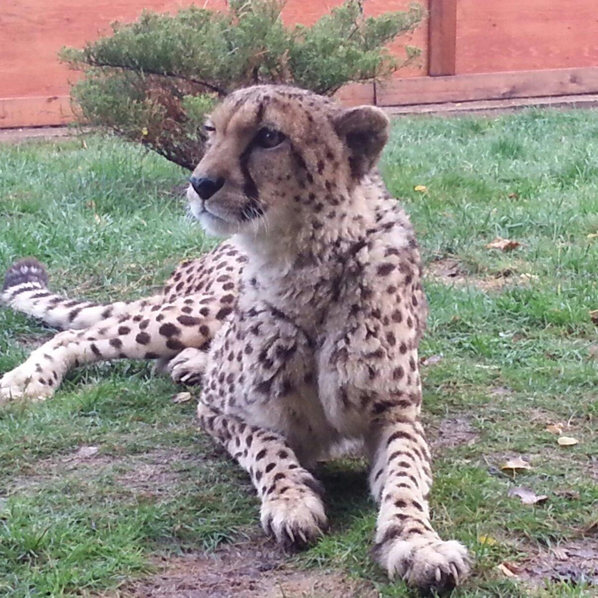 Oaklawn Farm Zoo, Aylesford: лучшие советы перед посещением - Tripadvisor