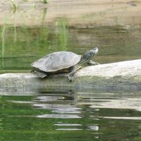 Manistee River - All You Need to Know BEFORE You Go (with Photos)