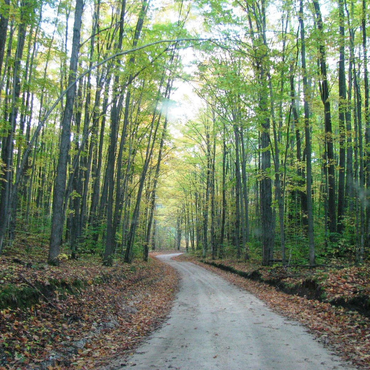 Hartwick Pines State Park (Grayling) ATUALIZADO 2022 O que saber