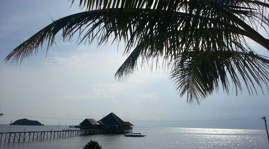 Coconut tree
