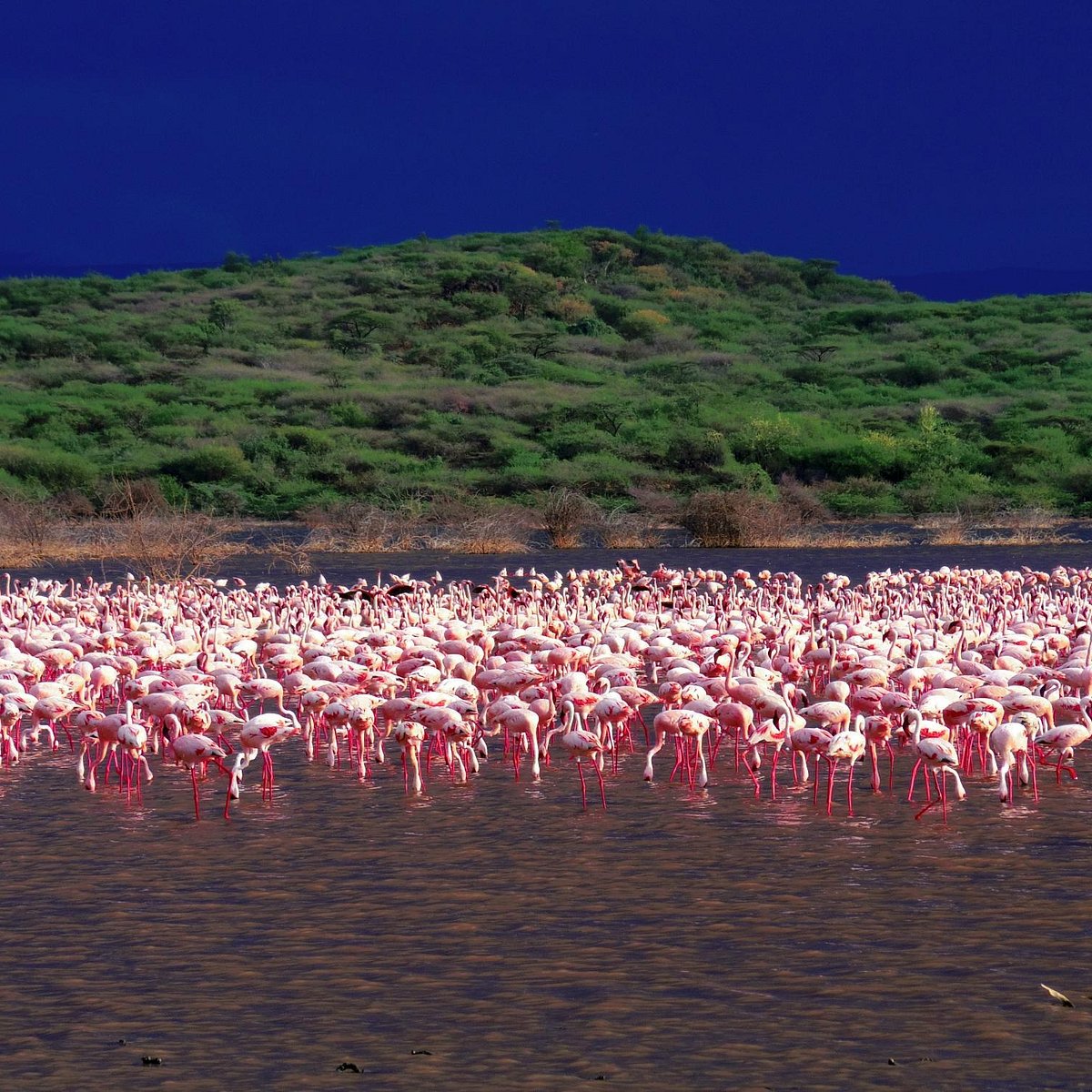 Озеро Богория Кения