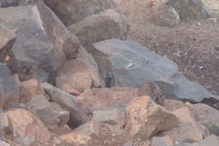 dassies on the dassie route!