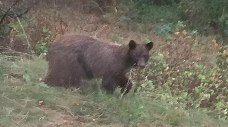 Backyard bear sighting!