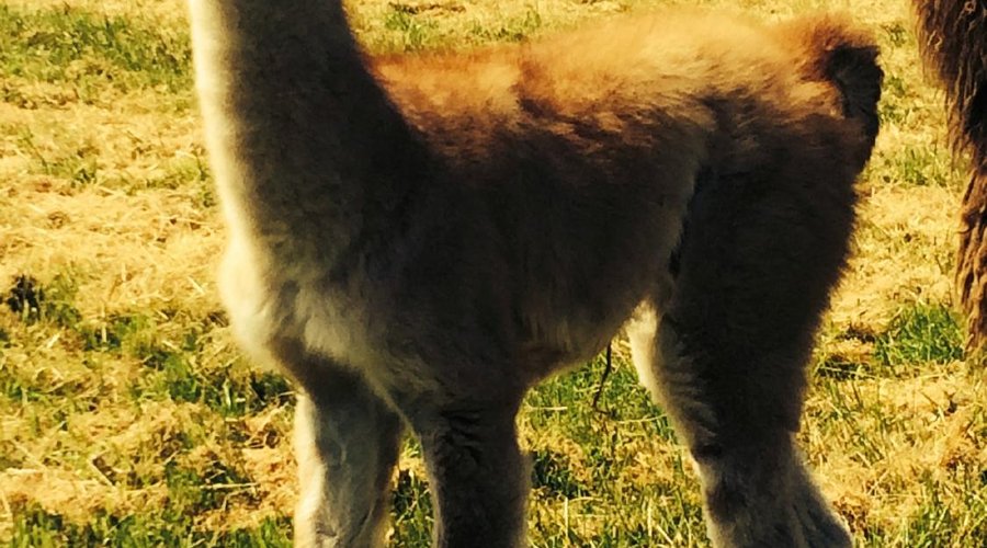 Baby Earl.  He thinks he is the attraction all on his own!!!