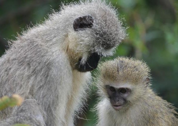 Vervet Monkey