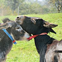 Giochi tra gli asinelli Bimbo e Gino