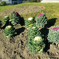 В Польском саду