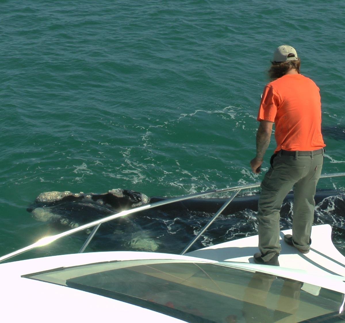 Whale Watchers Hermanus - All You Need to Know BEFORE You Go