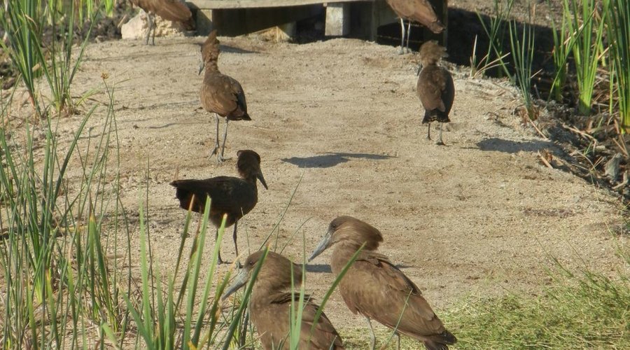 Flock of hamerkops along path.