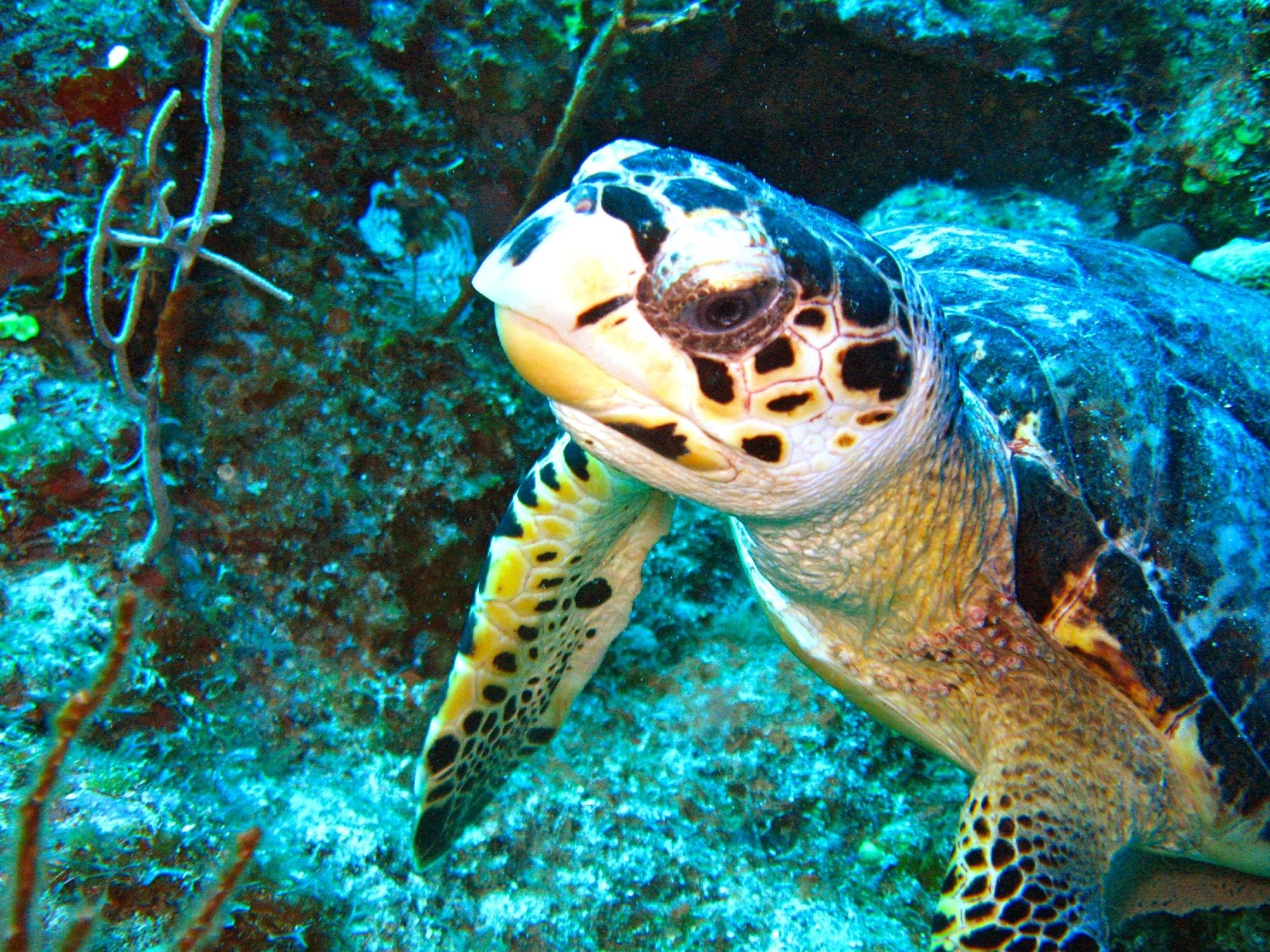 UTILA CAYS DIVING : Ce qu'il faut savoir pour votre visite (avec critiques)