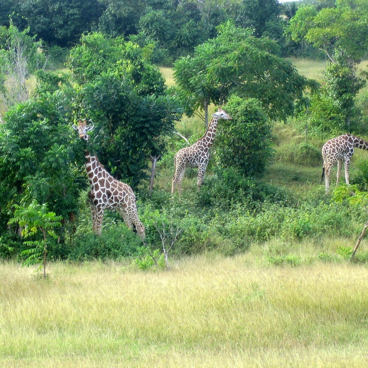 Parque Zoologico Nacional, Гавана: лучшие советы перед посещением -  Tripadvisor