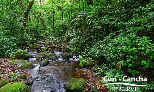 Curi-Cancha Reserve