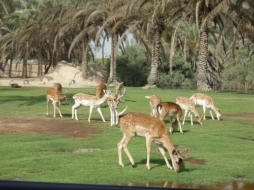 THE 5 BEST Egypt & Wildlife (with - Tripadvisor
