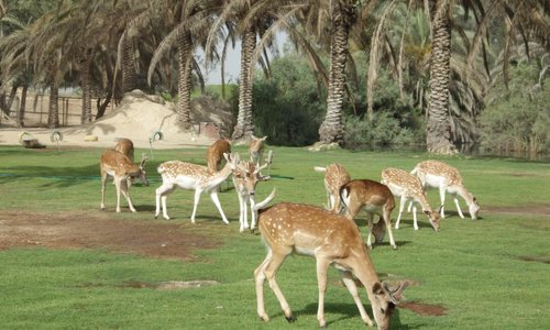Deers at Africa Safari Park, Cairo-Alexandria Highway, Egypt