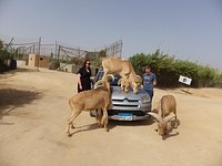 safari park alexandria