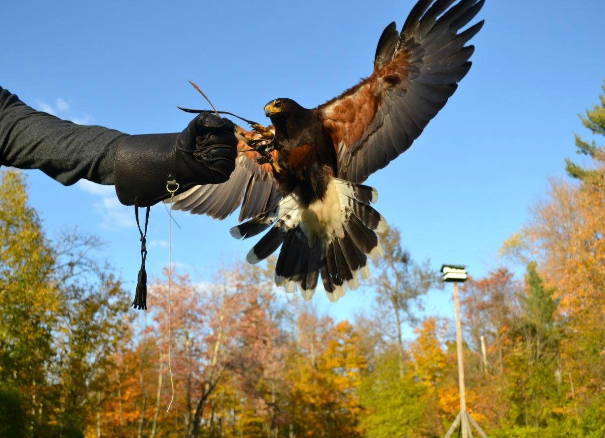 Birds of prey to fly into Discovery Green