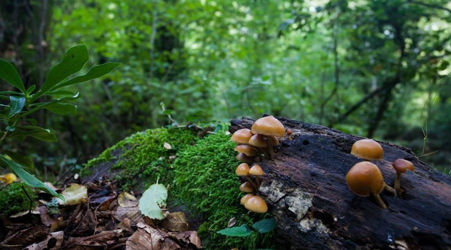Funghi. Foto Marco Ilari