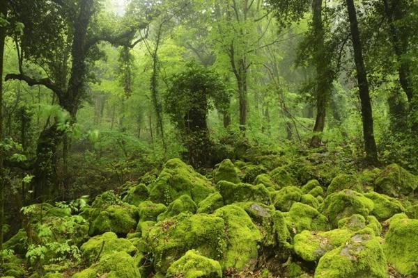 Cascata d'edera al Bosco del Sasseto Foto: national geographic