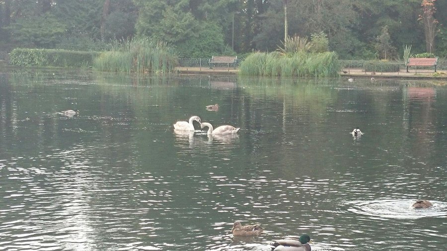 Swans in Brynmill Lake
