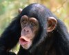 kezzaminimonkey