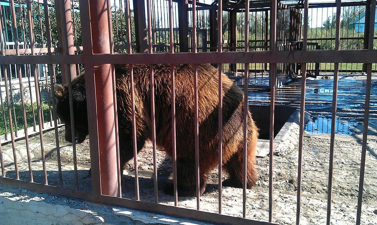 Starooskolsky Zoo - Stary Oskol - Starooskolsky Zoo Yorumları - Tripadvisor