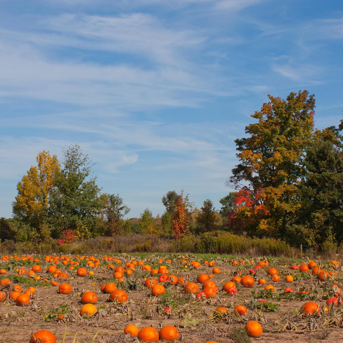 Frootogo Orchards, Waterdown: лучшие советы перед посещением - Tripadvisor