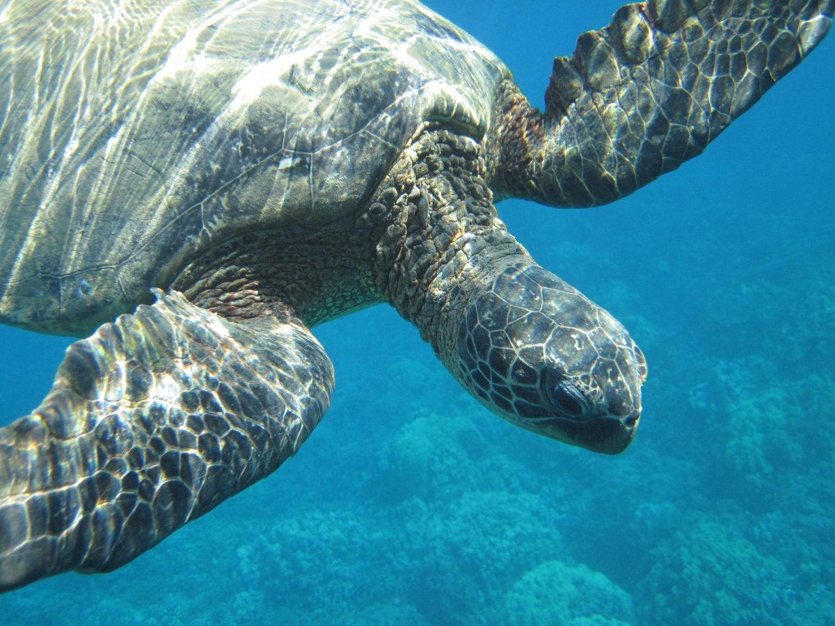 Maui Snorkel Tours - All You Need to Know BEFORE You Go (2024)