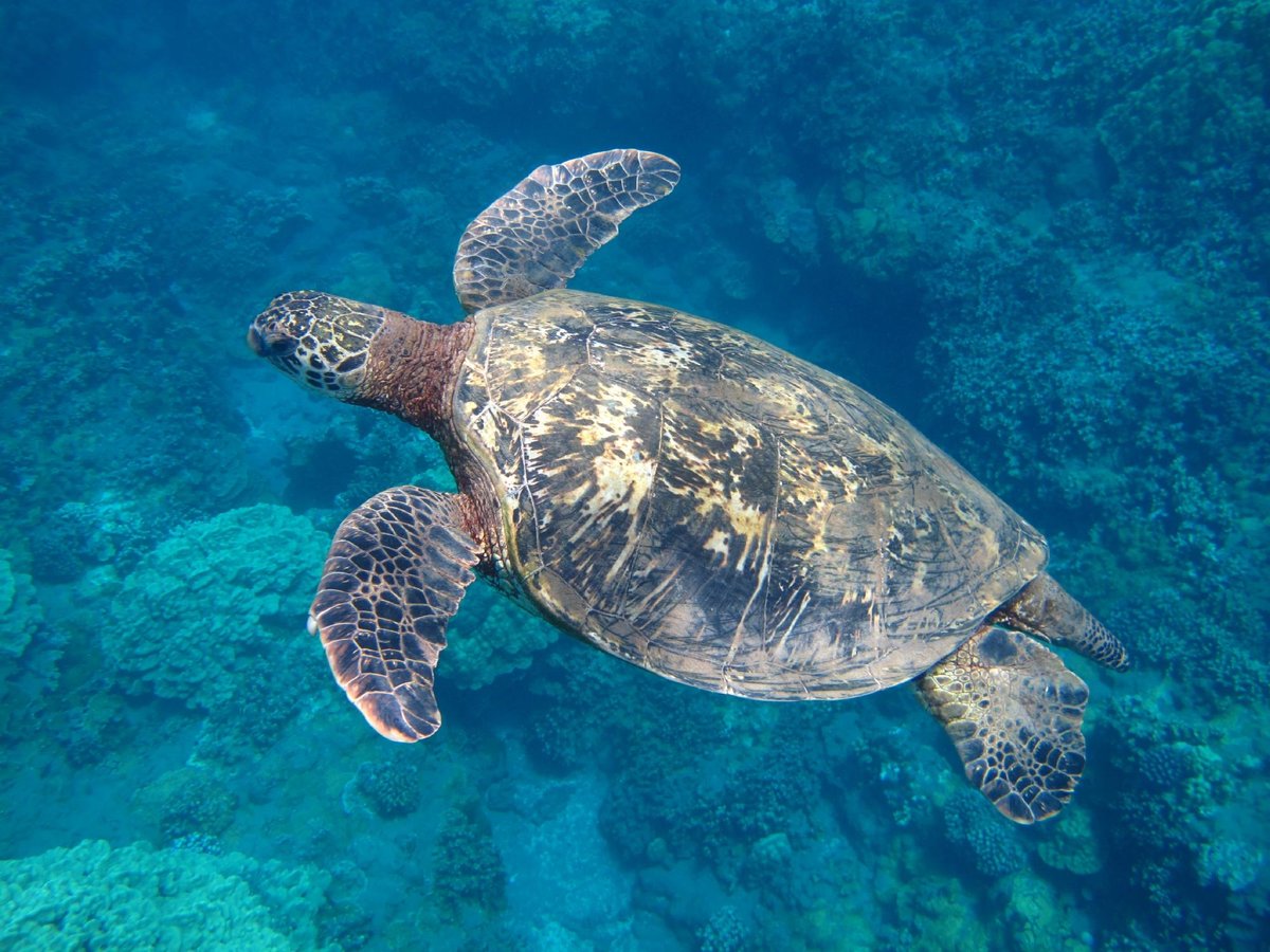 Maui Snorkel Tours - All You Need to Know BEFORE You Go (2024)