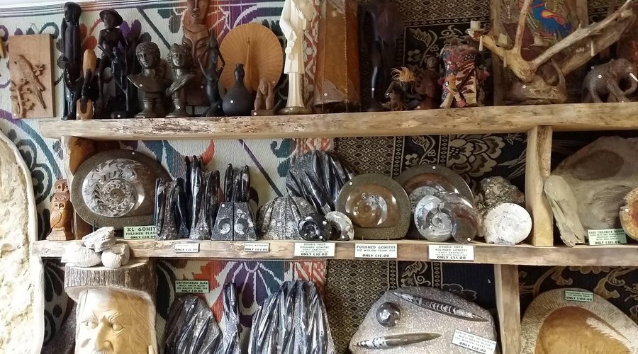 Polished fossils