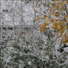 Regula_1968