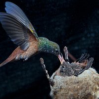 Copyright Centro Colibrì