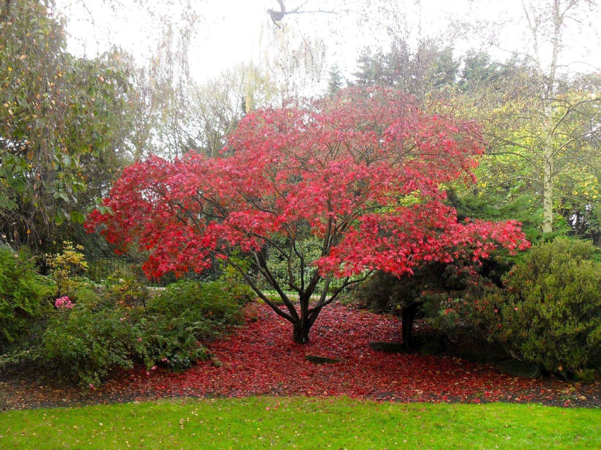 Peckham Rye Park - All You Need to Know BEFORE You Go (2024)