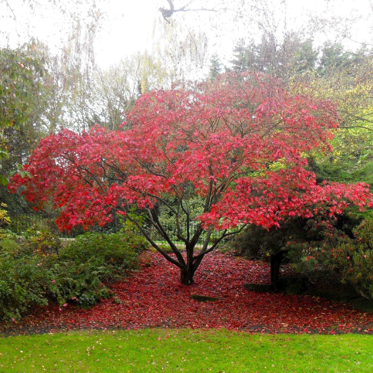 Peckham Rye Park - All You Need to Know BEFORE You Go (2024)