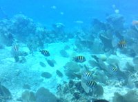 Reef Explorer Semi Sub by Cozumel Tours - All You Need to Know BEFORE ...