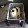 Rubycat2011