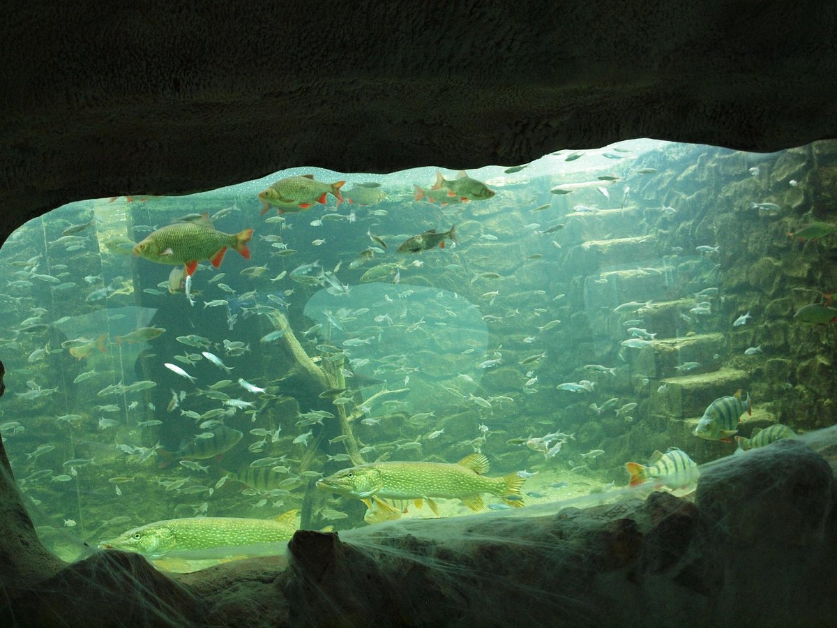 mon aquarium et ses secrets